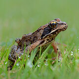 Amphibians
